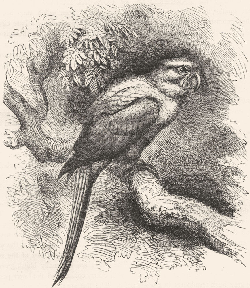 BIRDS. Cracker. Arara. Garuba c1870 old antique vintage print picture